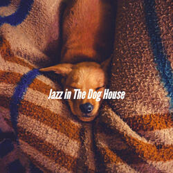 Casual Ambiance for Chill Dogs