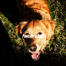 Beautiful Backdrops for Doggy Walking