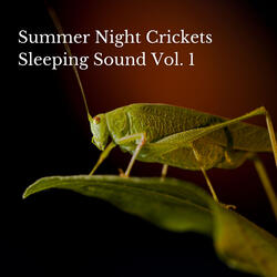 Summer insects