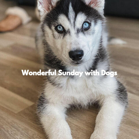 Wonderful Sunday with Dogs