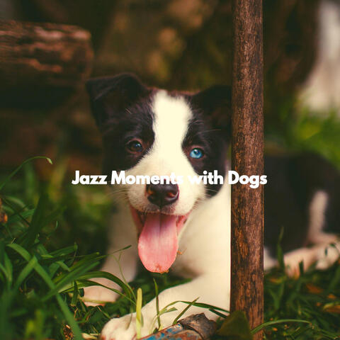 Jazz Moments with Dogs