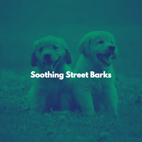 Soothing Street Barks