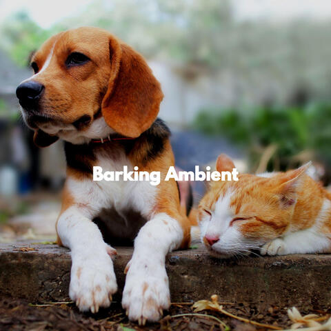 Barking Ambient