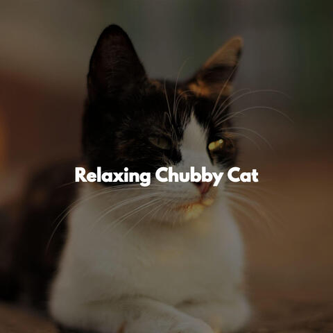 Relaxing Chubby Cat