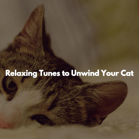 Relaxing Tunes to Unwind Your Cat