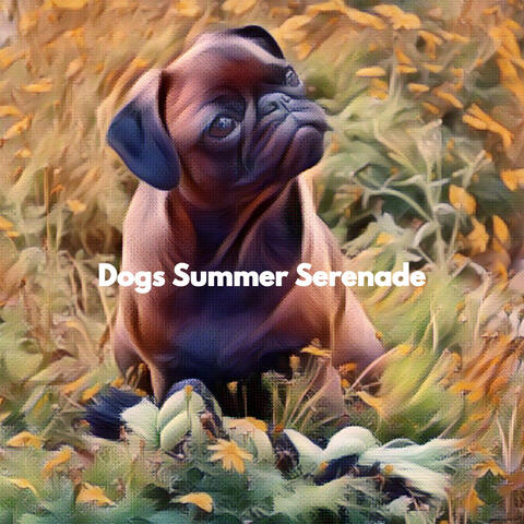 Dogs Summer Serenade