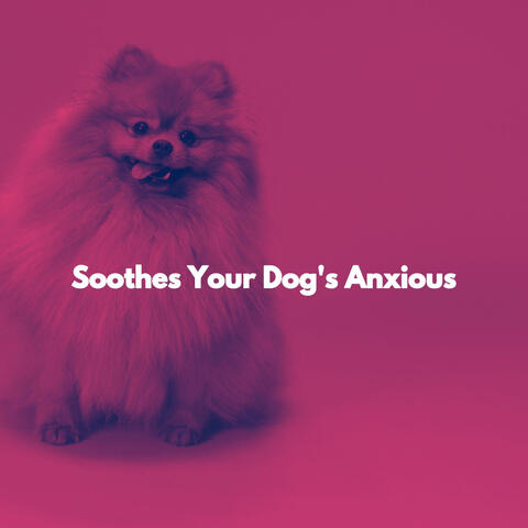 Soothes Your Dog's Anxious