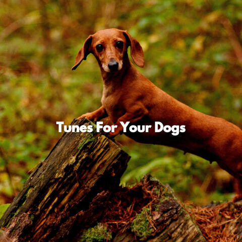 Tunes For Your Dogs