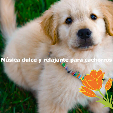 Música dulce y relajante para cachorros
