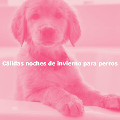 Cálidas noches de invierno para perros