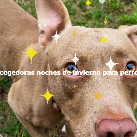 Acogedoras noches de invierno para perros