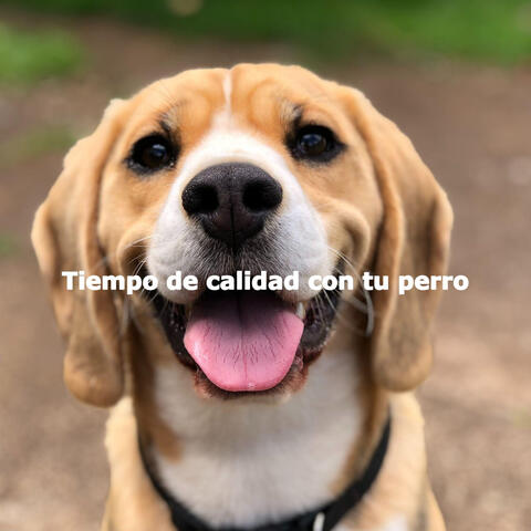 Tiempo de calidad con tu perro