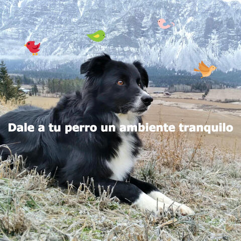 Dale a tu perro un ambiente tranquilo
