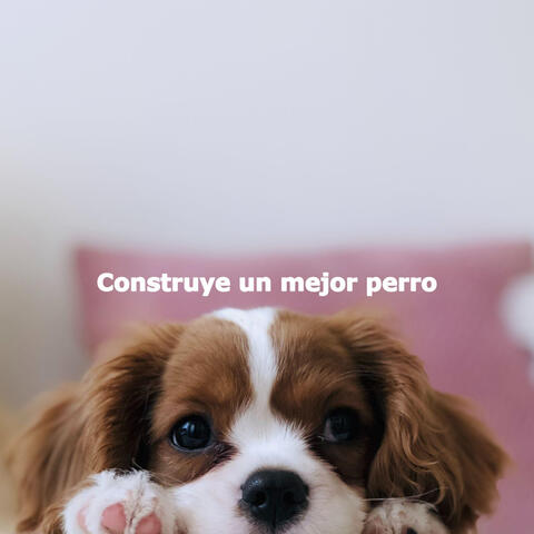 Construye un mejor perro