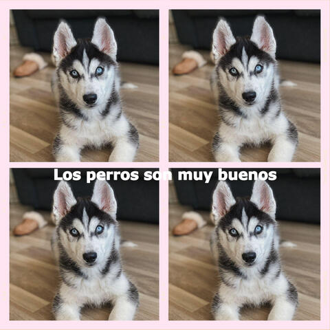 Los perros son muy buenos