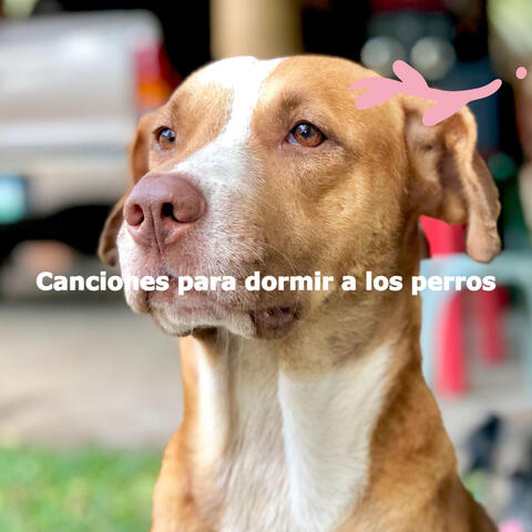 Canciones para dormir a los perros
