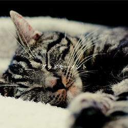 Simplistic Moods for Bangkok Coffee Bars