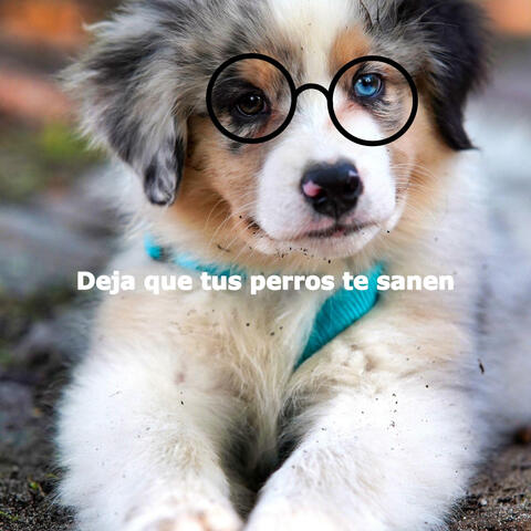 Deja que tus perros te sanen
