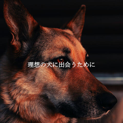 理想の犬に出会うために