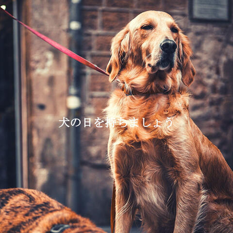 犬の日を持ちましょう