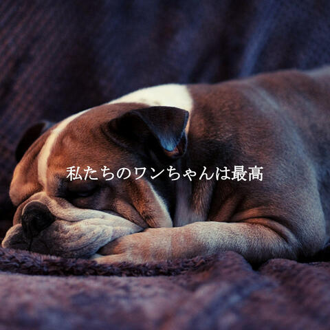 私たちのワンちゃんは最高