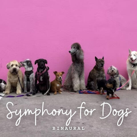 Binaural: Symphony for Dogs