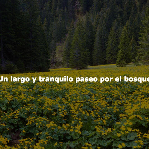 Un largo y tranquilo paseo por el bosque