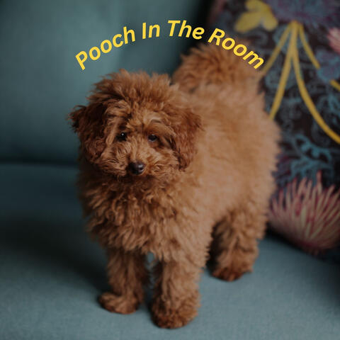 Pooch In The Room