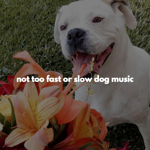 not too fast or slow dog music