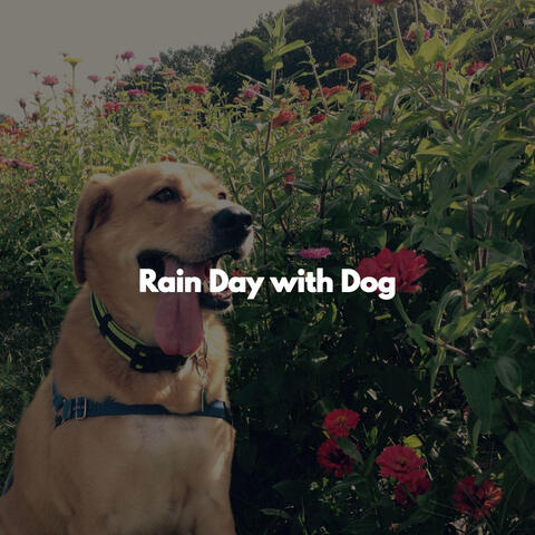Rain Day with Dog