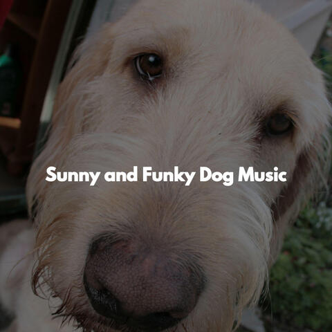Sunny and Funky Dog Music