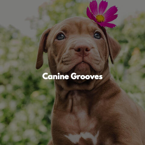 Canine Grooves