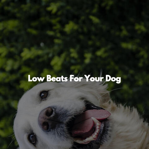 Low Beats For Your Dog