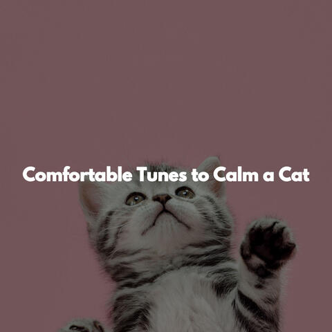 Comfortable Tunes to Calm a Cat