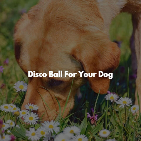 Disco Ball For Your Dog
