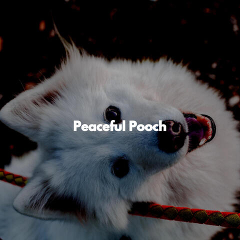 Peaceful Pooch