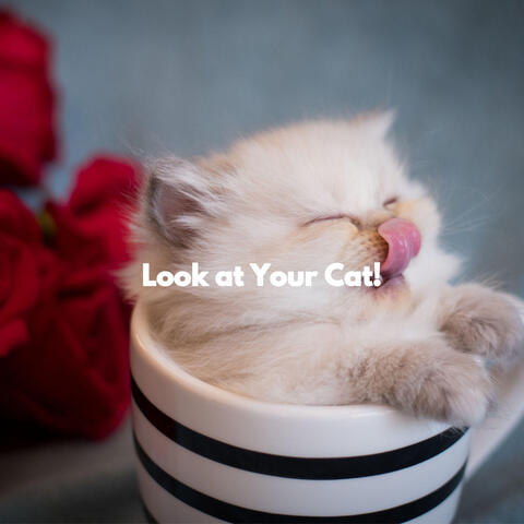 Look at Your Cat!