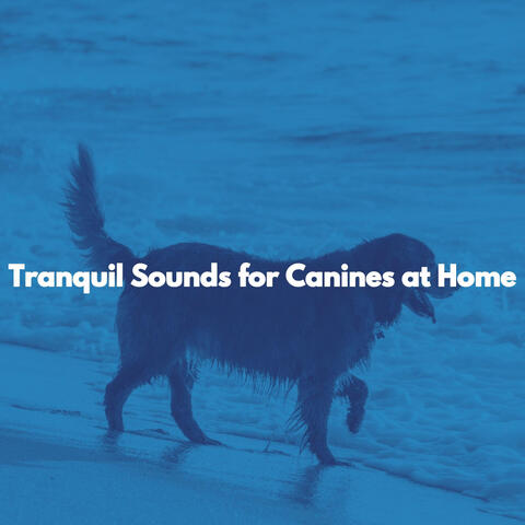 Tranquil Sounds for Canines at Home