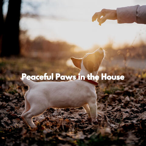 Peaceful Paws in the House