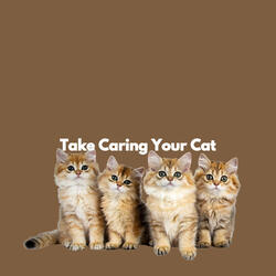 Alluring Backdrops for Jazz Experiences