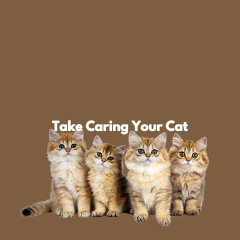 Take Caring Your Cat
