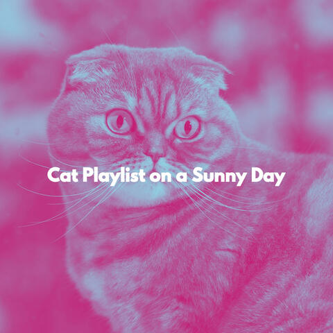 Cat Playlist on a Sunny Day