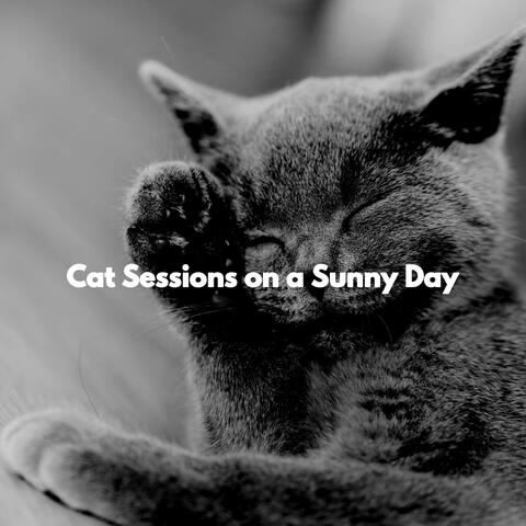 Cat Sessions on a Sunny Day