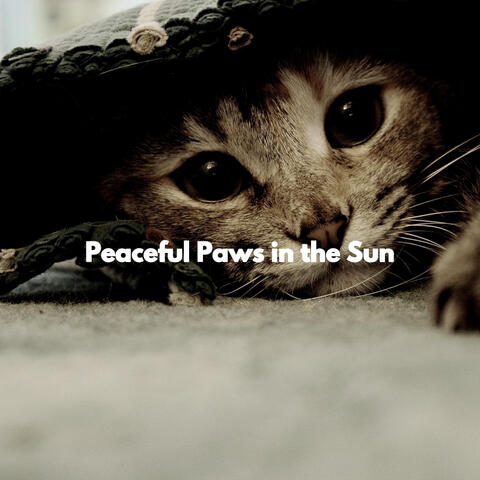 Peaceful Paws in the Sun
