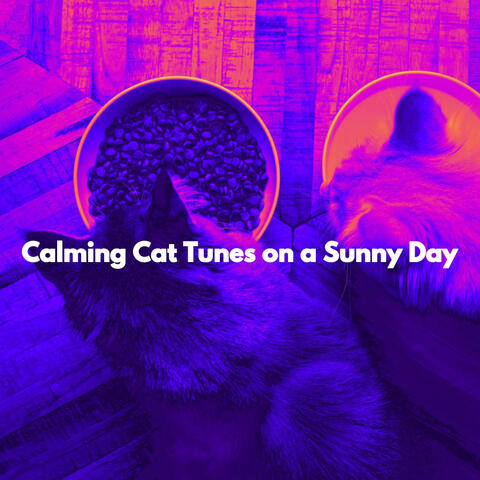 Calming Cat Tunes on a Sunny Day