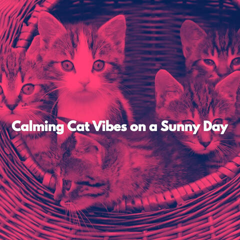 Calming Cat Vibes on a Sunny Day