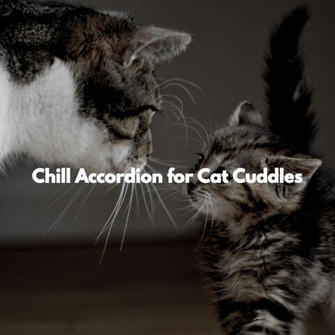 Chill Accordion for Cat Cuddles