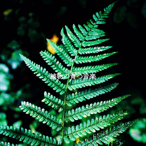 植物の育つ音楽