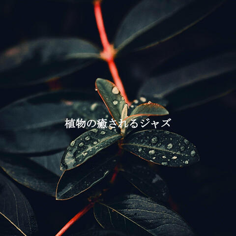 植物の癒されるジャズ