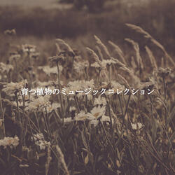 Charming Backdrops for Calming Perspectives